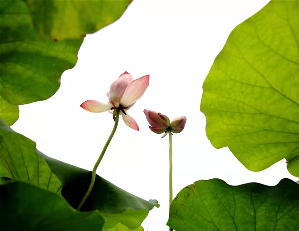 花开并蒂 寓意吉祥